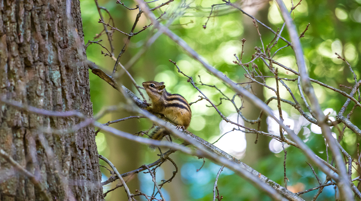 small striped chipmunk on a tree branch in a forest